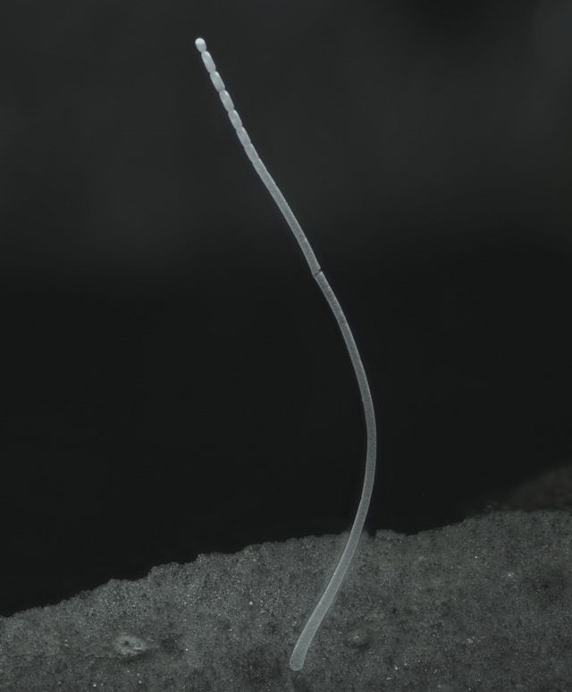 Bacterium bakteriyalar