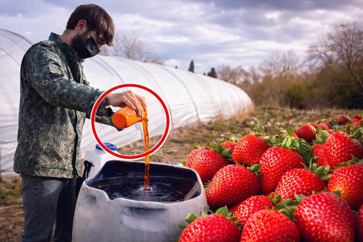 Azərbaycanda çiyələyə zəhərli maddələr qatılır? - VİDEO